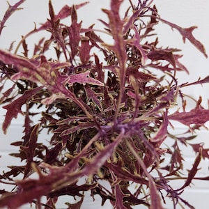 May include: Overhead shot of a Coleus plant with deep burgundy leaves edged in light green and yellow. The plant has a dense, bushy appearance, with many jagged-edged leaves. The plant is in a white pot against a white background.