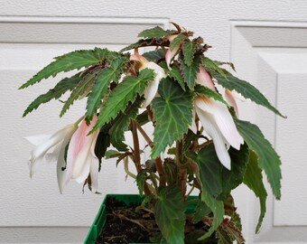 Begonia Bossa Nova White - live plant. Ships in 4" pot.