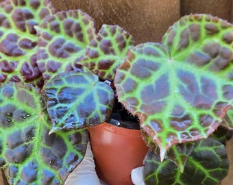 Begonia Rajah live and big plant. Ships in 4" pot. US Seller . We do not ship to Ca, Hi and Pr.