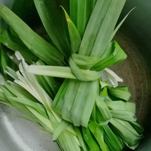 Puede incluir: Un manojo de hojas de pandano largas y de color verde vibrante atadas en un nudo y colocadas dentro de una olla de cocina gris met&aacute;lico. Las hojas son delgadas, puntiagudas y tienen una textura suave, con tonos verde claro y blanco en la base.