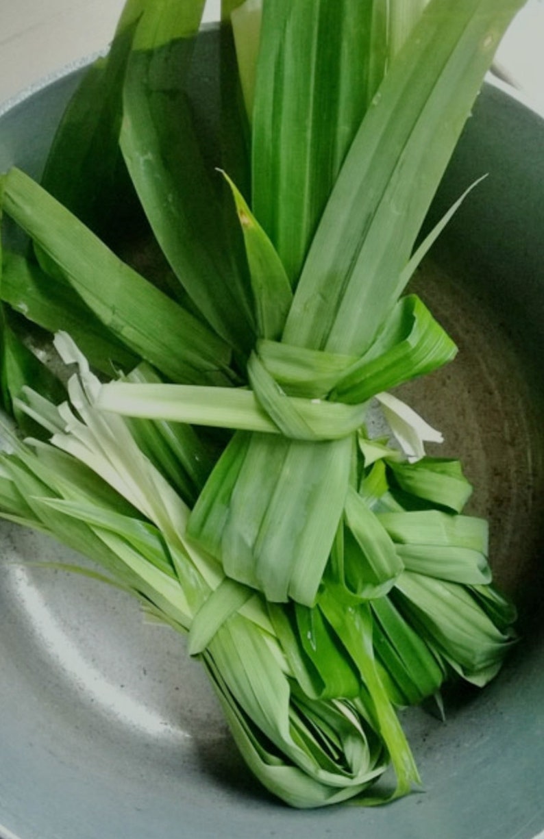 Puede incluir: Un manojo de hojas de pandano largas y de color verde vibrante atadas en un nudo y colocadas dentro de una olla de cocina gris met&aacute;lico. Las hojas son delgadas, puntiagudas y tienen una textura suave, con tonos verde claro y blanco en la base.
