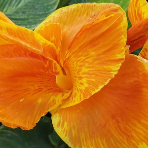 Dwarf Orange canna lily. Ships in a gallon pot. We do not ship to Ca, Hi and Pr.