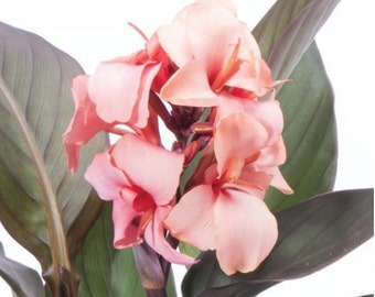 NEW VARIETY - Dwarf Bronze Peach Canna Lily, Live Plant. Ships in 4" pot.