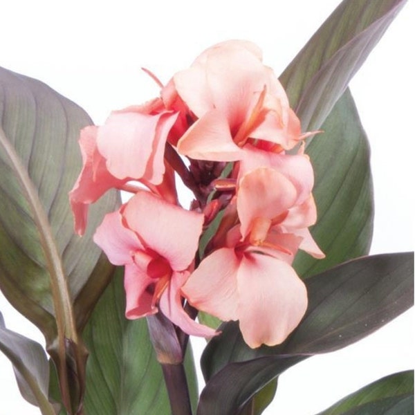 NEW VARIETY - Dwarf Bronze Peach Canna Lily, Live Plant. Ships in 4" pot.