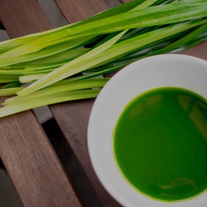 Puede incluir: Un cuenco de cer&aacute;mica blanca lleno de un extracto l&iacute;quido de color verde vibrante, colocado junto a un grupo de hojas de pandan largas, delgadas y de color verde brillante. Las hojas muestran tonos variados de verde, desde lima hasta esmeralda.