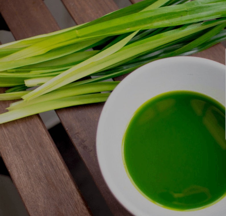 Puede incluir: Un cuenco de cer&aacute;mica blanca lleno de un extracto l&iacute;quido de color verde vibrante, colocado junto a un grupo de hojas de pandan largas, delgadas y de color verde brillante. Las hojas muestran tonos variados de verde, desde lima hasta esmeralda.