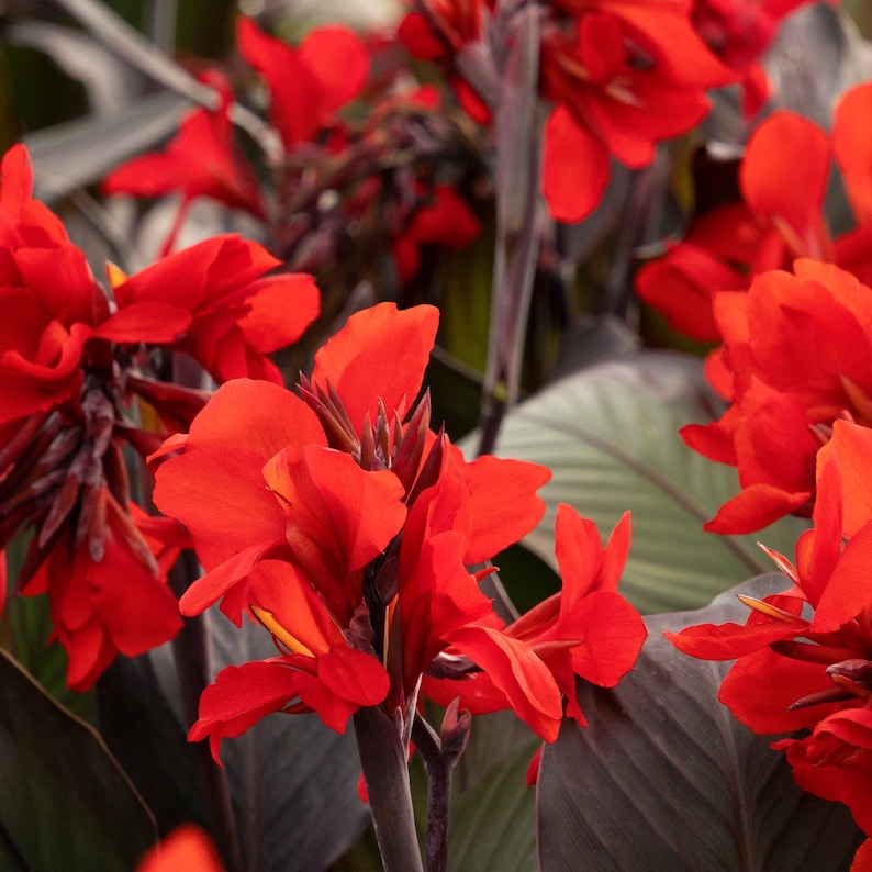 Dwarf Bronze Scarlet canna lily, Live Plant. Ships in 4 pot. image 2