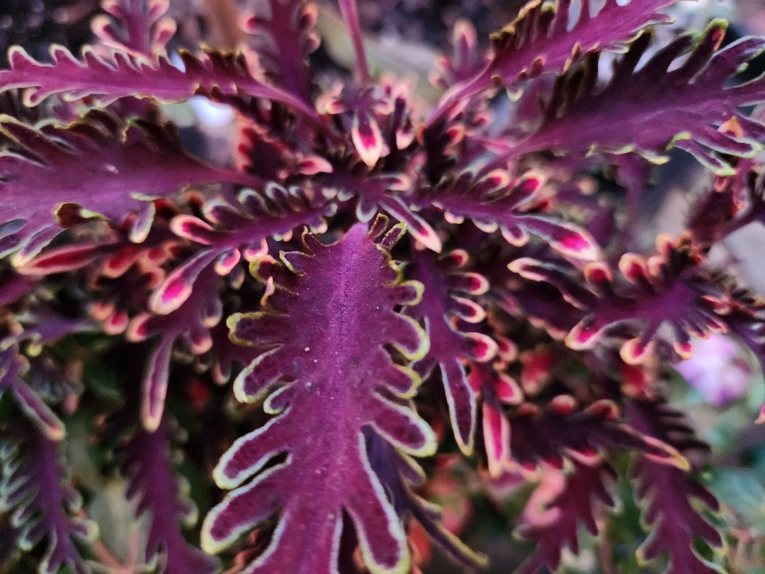 Stained Glasswork Kiwi Fern Coleus Plant. Ships in 5 Etsy