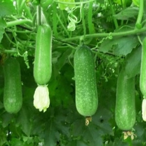 May include: A close-up of several green bottle gourds hanging from vines, with white flowers blooming at the base of some. The gourds are oblong and have a slightly textured surface, set against a backdrop of green leaves.