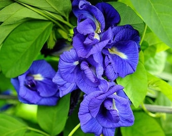 Double Butterfly Peas plant. Ships in 4" pot. We do not ship to HI, CA and PR.