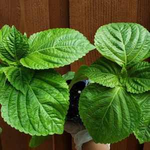 2 Korean Perilla leaf - 깻잎 - Lá Mè - Shiso live plant. Ship in 4" pot of each. We do not ship to Ca, Hi and Pr.