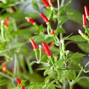 May include: Close-up of a chili pepper plant with vibrant red peppers and green leaves. The peppers are small and conical, with a bright red color. The plant has multiple stems and leaves, creating a lush, natural appearance. The image is well-lit, highlighting the colors and textures.