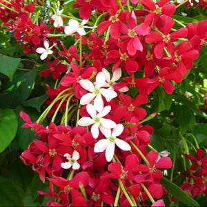 May include: Close-up of a cluster of red and white flowers with green stems and leaves. The flowers have five petals and are in full bloom. The red flowers are a vibrant shade, while the white flowers offer a contrasting accent. The image is well-lit and shows the natural beauty of the flowers.