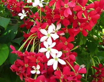 Live plant Rangoon creeper, Quisqualis indica,Akar Dani, Drunken Sailor, Irangan Malli, Udani, Sử Quân Tử live plant. Ships in a gallon pot.