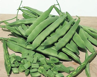 Roma II Bush Bean plant. Ships in 4" pot. We do not ship to Hi, Ca and Pr.