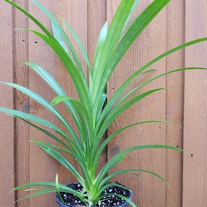 Cây lá dứa - Planta viva Pandanus amaryllifolius de 24" - 28" de altura. Se envía en una olla de un galón. imagen 3
