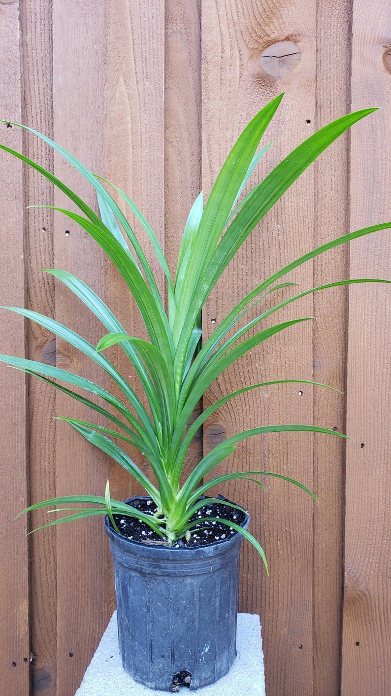 Cây lá dứa - Planta viva Pandanus amaryllifolius de 24" - 28" de altura. Se envía en una olla de un galón. imagen 3