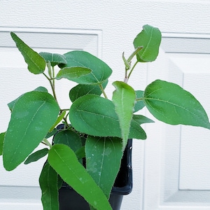 May include: A close-up of a potted plant with vibrant green leaves. The leaves are oval-shaped with a slightly fuzzy texture and visible veins. The plant is in a black plastic pot, set against a white background.