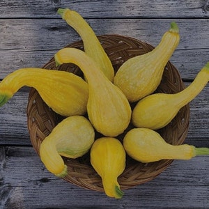 May include: A basket filled with eight yellow squash, arranged in a starburst pattern. The squash are all the same shape and size, with a slightly curved neck and a rounded body.