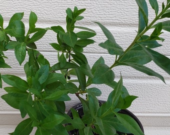 Henna Plant, Lawsonia Inermis Plant. Ship in a gallon pot. We do not ship to HI, CA and PR.