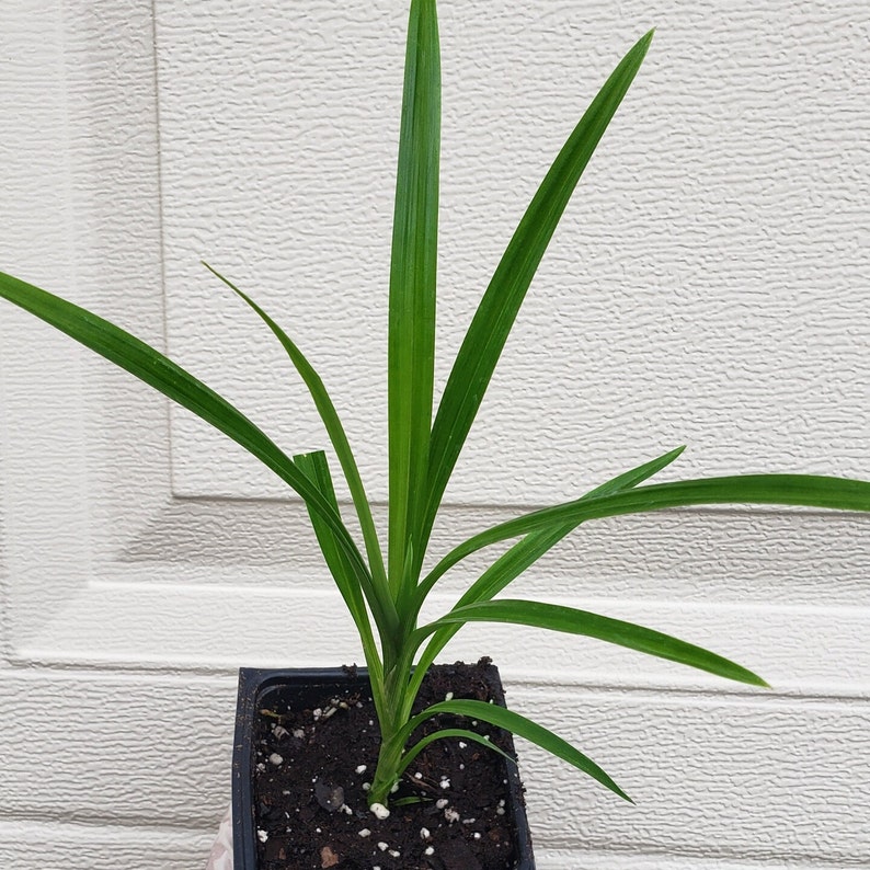 Puede incluir: Una planta de pandan joven con hojas largas, delgadas y de color verde vibrante que crecen hacia arriba desde una maceta de vivero cuadrada de pl&aacute;stico negro llena de tierra. La planta presenta varias hojas puntiagudas y alargadas.