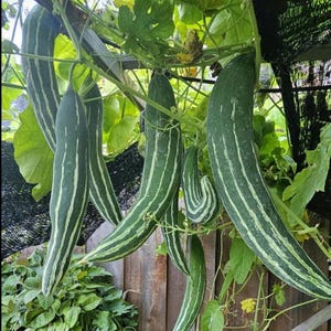 May include: Several long, green snake gourds with white stripes hang from vines. The gourds are suspended in front of a wooden fence and surrounded by green leaves. The gourds vary in length and some are curved.
