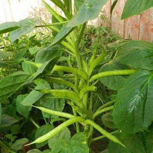 May include: Close-up of a cluster of fresh green guar beans growing on a plant. The beans are long and slender, surrounded by large, vibrant green leaves. The plant is in a garden setting.