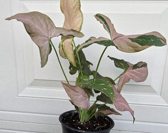 May include: A Syngonium podophyllum plant with arrow-shaped leaves featuring a variegated pattern of soft pastel pink and deep forest green. The plant is potted in a simple black plastic container filled with dark potting soil and organic matter.