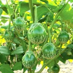 May include: Close-up of several green and white striped eggplants growing on a plant. The eggplants are round and have a stem attached. The plant has green leaves and is in a garden setting.