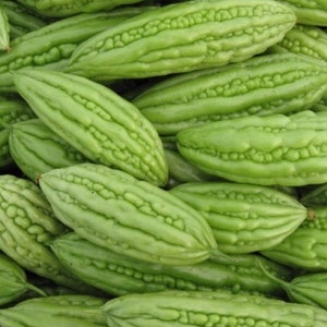 May include: A close-up of a pile of green bitter melon, also known as bitter gourd, with a bumpy, textured surface.