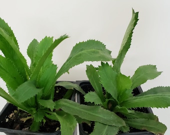 2 live plants of Culantro, Ngò Gai, Eryngium foetidum. Ships in 4" pot of each. We don't ship to Ca, Hi and Pr.