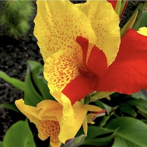 May include: Close-up of a vibrant canna lily flower. The petals display a striking contrast of colors, with large yellow sections speckled with red dots, and bold red accents. Green leaves provide a natural backdrop.