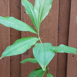 Chamaecostus cuspidatus, Insulin-plant, cây cát lòi, mía dò, ship in 4&quot; pot. We do not ship to Ca, Hi and Pr.