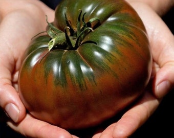 Two Black Krim Heirloom Tomatoes, organic live plants, non-GMO. Ships in 4" pot/each. We do not ship to Hi, Ca ,Pr.