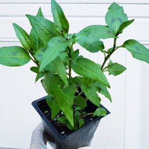 May include: A potted plant with vibrant green leaves and dark spots. The plant is in a black square plastic pot, held by a gloved hand. The background is a white, textured surface.