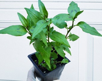 citrus tree plant Key Lime Tree. Indoor/Outdoor main image 1