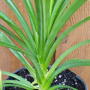 Puede incluir: Primer plano de una planta en maceta con hojas largas y verdes brillantes. Las hojas tienen vetas paralelas y una textura brillante. La planta est&aacute; en una maceta de pl&aacute;stico negro llena de tierra oscura y guijarros blancos.