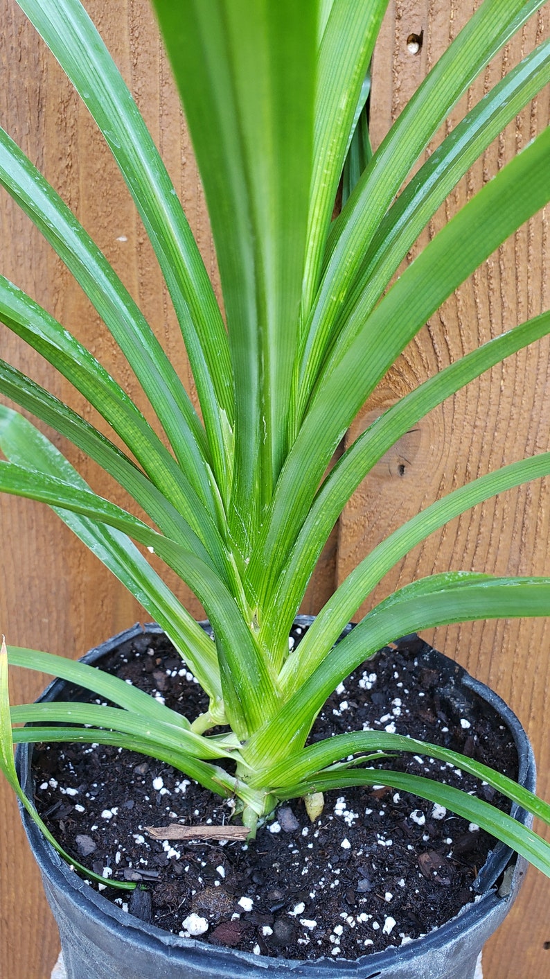 Puede incluir: Primer plano de una planta en maceta con hojas largas y verdes brillantes. Las hojas tienen vetas paralelas y una textura brillante. La planta est&aacute; en una maceta de pl&aacute;stico negro llena de tierra oscura y guijarros blancos.