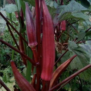 3 Red Burgundy Okra live plants. Ship 3 plants in pot. We do not ship to Ca and Pr.