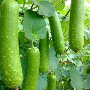 May include: Close-up of several long, green, gourd-shaped vegetables hanging from a vine. The gourds have a light green color and a slightly bumpy texture.