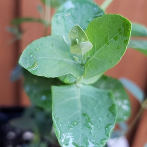 May include: Close-up of a vibrant green plant with rounded leaves, glistening with water droplets. The plant's fresh, verdant color contrasts with the blurred brown background. The image highlights the plant's texture and the natural beauty of the foliage.