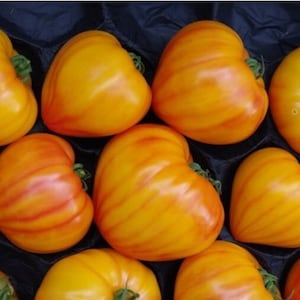 May include: A collection of ripe, heart-shaped tomatoes with vibrant yellow and orange hues. The tomatoes have a smooth, textured surface and are arranged in a dark container. The image showcases the natural beauty and freshness of the produce.