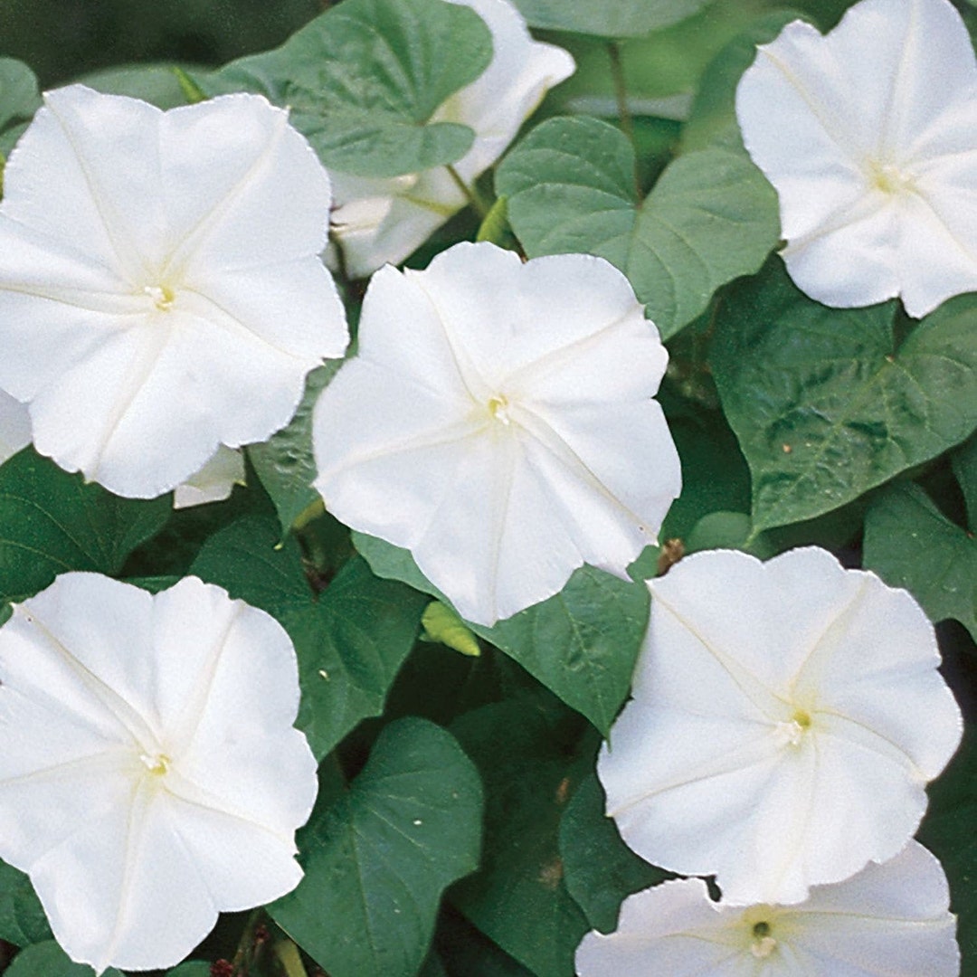 Moonflower Morning Glory Live Plant. Ships in 4" Pot. - Etsy