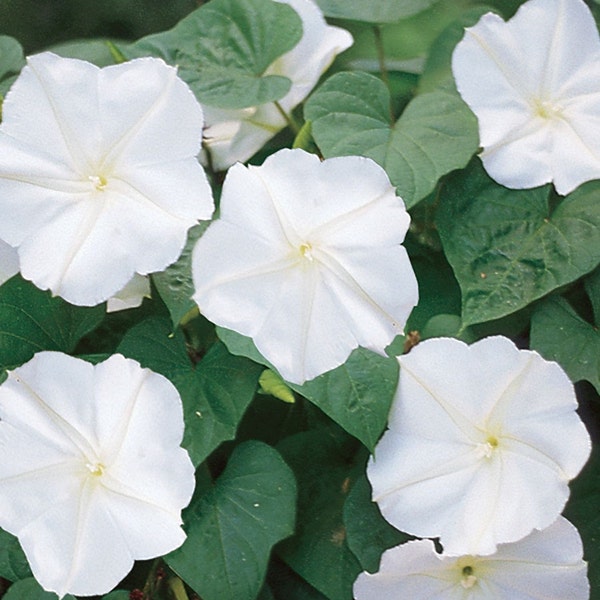 Moonflower Morning Glory live plant. Ships in 4" pot.