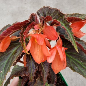 Begonia Bossa Nova Night Fever Papaya- live plant. Ships in 4" pot. We do not ship to HI,CA & PR.