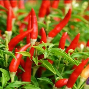 May include: A close-up of vibrant red chili peppers growing on a plant with green leaves. The peppers are long and slender, with a glossy texture. The image is well-lit, highlighting the colors and details of the peppers and foliage.