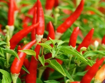 Puede incluir: Primer plano de pimientos rojos vibrantes creciendo en una planta con hojas verdes. Los pimientos son largos y delgados, con una textura brillante. La imagen está bien iluminada, resaltando los colores y detalles de los pimientos y el follaje.