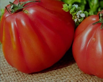 2 Oxheart Heirloom Tomato, matural, live & big plants. Ships in 4" pot/each. We do not ship to Ca, Hi and Pr.
