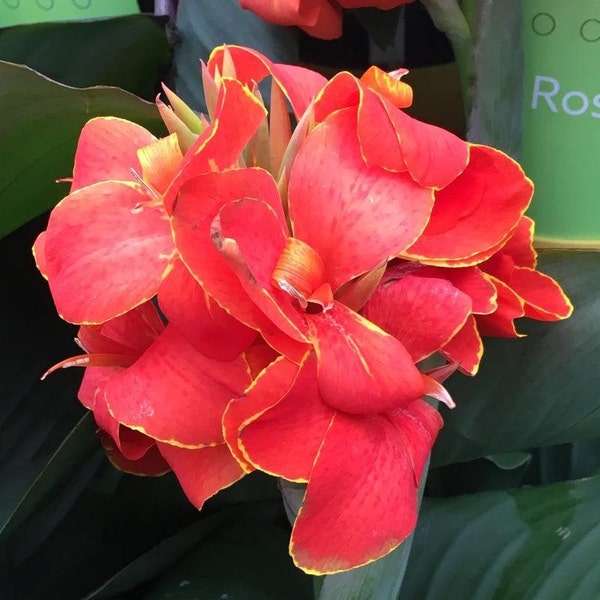 Dwarf Red Flame Canna Lily. Ships in 4" pot. We do not ship to Ca, Hi and Pr.