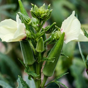 4 Jambalaya Okra live plants - Đậu bắp Jambalaya. Ship 2 plants in each pot.